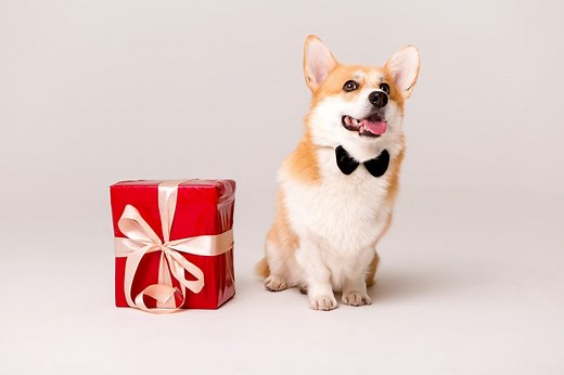 Corgi precio ¿cuánto cuesta conseguir y cuidar de esta raza?
