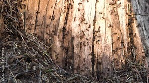 Brown-black carpenter ants building nest in a dry tree stump. Camponotus ligniperda.