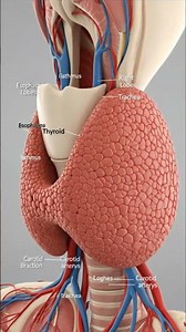 Thyroid Gland ||