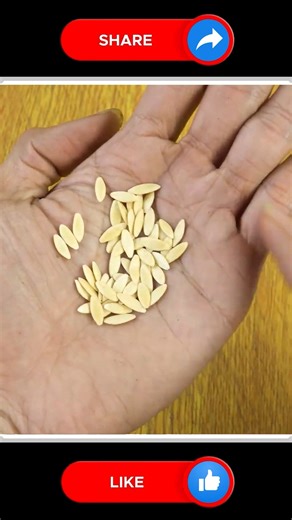 73K views · 746 reactions | Grow Cucumbers  | Small Vegetable Garden | Facebook