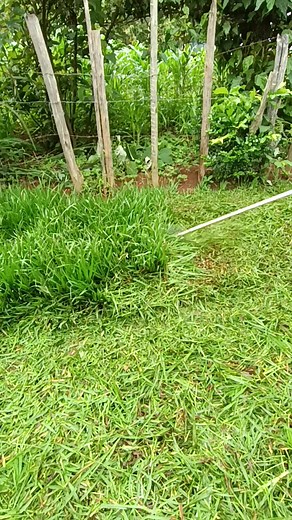 Effective Grass Trimming Techniques for Your Garden