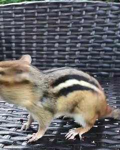 Wild Chipmunk Runs to Human for Food After Being Called