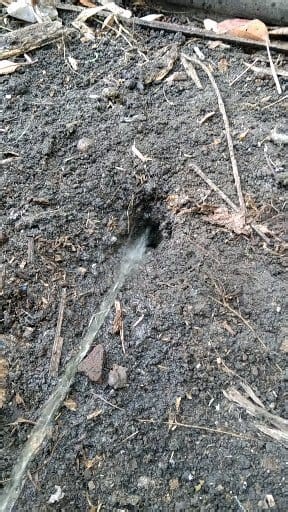 Amazing.?? #animal #amazing | Rieyancool Rabbit