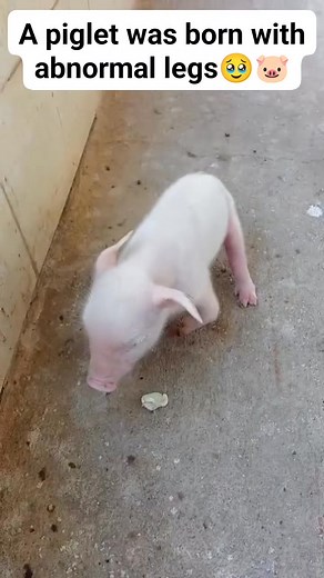 A piglet was born with abnormal legs, I will give you an update on whether it will survive🥹🐷 #piglets #pigletscare #pigfarming #Hograiser #viralvideoシ | Ericah Cruz