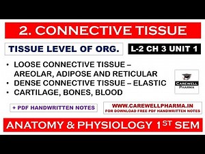 Connective Tissue || L-2 Ch 3 Unit 1 || Connective Tissue Anatomy And Physiology || Carewell Pharma