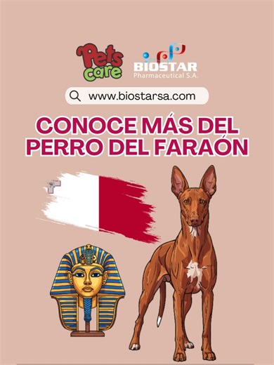 Conoce al Perro del Faraón: una raza elegante, atlética y altamente inteligente.