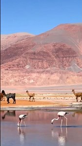 El secreto mejor guardado de la Puna: Carachi Pampa 🌵