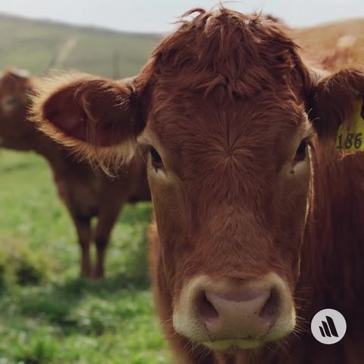 Bovine spongiform encephalopathy (BSE) is a neurodegenerative, fatal disease of cattle caused a prion that accumulates in the CNS. There is no available treatment. Disease is transmitted to other animals and humans (eg, Creutzfeldt-Jakob disease) via foodborne exposure. Read it here: https://mrkmnls.co/3vyu26w | The Merck Veterinary Manual