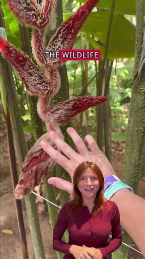 This Might be the Best Thing to do in Costa Rica 🇨🇷🌳