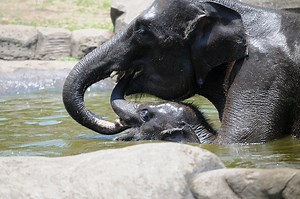 Kind Elefanten und Mutter Baden im pool