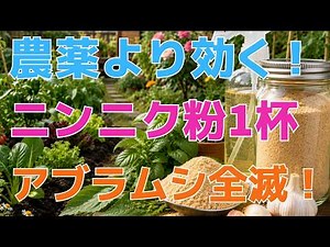 【99%の家庭菜園はこれを知るべき】農薬を買う前に必ず見てください。大さじ一杯のニンニクパウダーで、しつこいアブラムシとカイガラムシを遠ざける裏ワザ