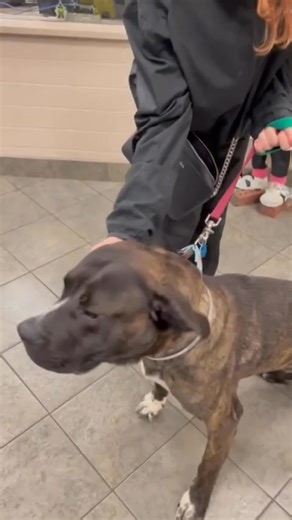 Our sweet boy, Chicken, was adopted! 🥳 Chicken came into our care as a very shy dog, but through the loving hands of our staff and volunteers he opened up into a very gentle and loving pup! We are so happy for Chicken and his new family! Thank you for choosing adoption! 🧡 | Franklin County Dog Shelter & Adoption Center