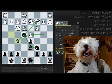 Dog Takes Over Chess Stream