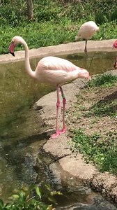 37K views · 2.4K reactions | Holding its head upside-down in the water, the flamingo swings its head side to side. It pumps water through the strainer-like edges of its unique beak to trap microscopic algae and small animals. | Cincinnati Zoo & Botanical Garden | Facebook