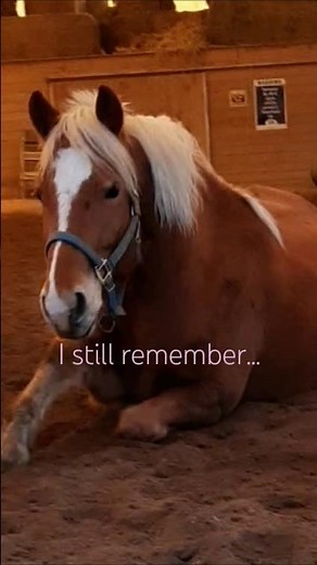 Horsecore #horses #equestrian #haflinger #heather #horses #pony #horsecore #horsegirl #horse #winter