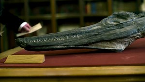 Ammonite Movie (2020)