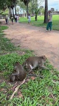 baby monkey in family | Monkey Life Forum