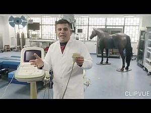 basics of ultrasonography video number one