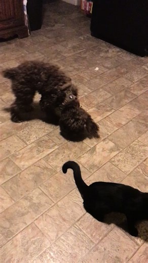 Our Cat Meets Daughter's Santa Puppy Wish