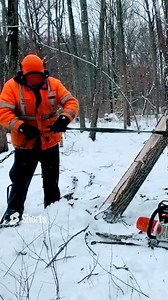 In this brief firewood video I am in our woods where a elm tree has been fighting me as I try to get it on the ground but finally I hook up a chain/strap to it and pull it down with my Can-Am quad. Here's link to the full version video: https://www.facebook.com/JoesPremiumFirewood/videos/356591912836736/ | Joe's Premium Firewood