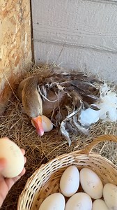 #Sebastopol #goose Sindel gladly accepted eggs to sit on. Day 1 of 29 👏🏼🪿🪺 | MrGeese