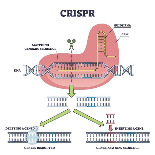 CRISPR cas-9 explained by using simple diagram
