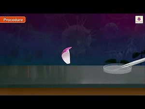 Preparing a Stained, Temporary Mount of an Onion Peel | Biology Experiment | Grade 9