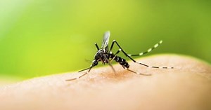 Buzz, buzz! Here’s how to control mosquitoes this season