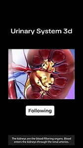 Urinary System 3d animation by MWM Medical