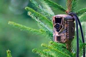 Meilleure Caméra de chasse - Comparatif 2026 - Arbre à vent