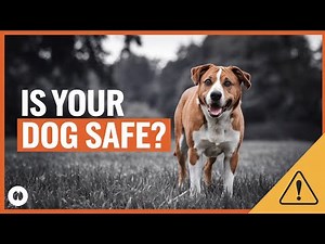 Understanding Rabies in Dogs: Symptoms, Risks, and Prevention