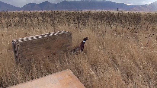 Utah's general season pheasant hunt opens this Saturday, Nov 2 and runs until Dec. 1! See where we're releasing pheasants: bit.ly/pheasant_map | Utah Division of Wildlife Resources
