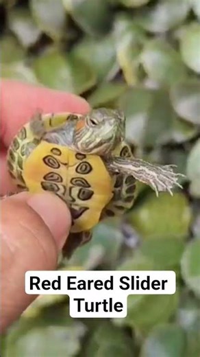 red eared slider turtle