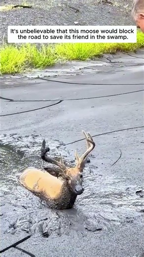 It's unbelievable that this moose would block the road to save its friend in the swamp.