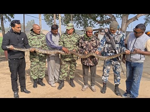 🐍 😱 Giant Python Rescue in Nepal ! अजिङ्गर साँपको ज्यान बचाउँदै !