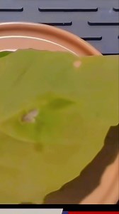 Un hombre en Panamá afirma haber encontrado un meteorito cerca de su casa, haber recuperado partes de él y haber sido testigo de cómo cambiaba de color con la luz del sol y cómo quemaba plantas. #ovnisereno #señales #meteorito #panamá #alien #ufoキャッチャー #ufology | Ovni Sereno