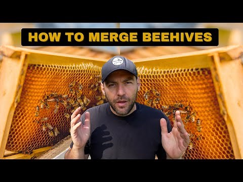 Combine Beehives: How To Merge Colonies Of Bees