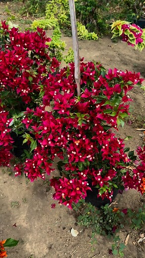 Ruby Flame 💐🌸💐 | Cora's Garden