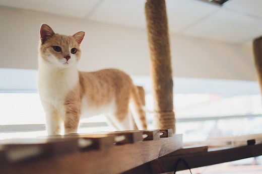 12 Tiny Cat Breeds That Forever Look Like Kittens