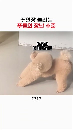 주인장 한테 몰카찍는 귀여운 푸들 ㅋㅋ #푸들#웃긴강아지#유머