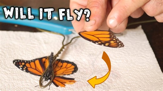 Conservationists perform wing surgery to save a fragile butterfly