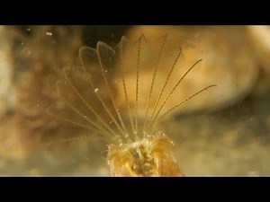 striped barnacle (Amphibalanus amphitrite)／紋藤壺／タテジマフジツボ(縦縞富士壺)