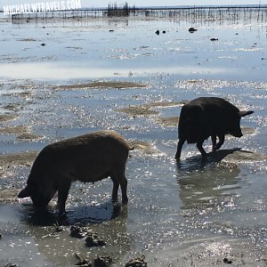 Tracking Down The Famed Fishing Pigs of Tonga