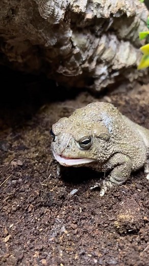 Hopp'in Help on Instagram: "Fefe loves his crickets! #hoppinhelp #greatplainstoad #fefethetoad #angrytoad #toad #toads #toadsofinstagram #frog #frogs #frogsofinstagram"