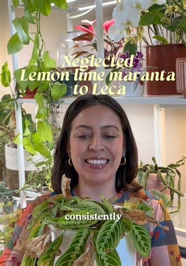 Growing Plants in LECA: A Step-by-Step Guide