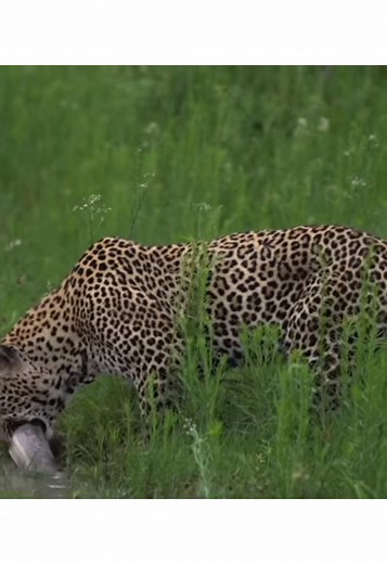 #nature #wildlife #africanwildlife #leopard #elleafricasafaris