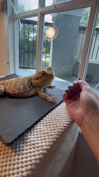 My bearded dragon thinks my black nails are roaches