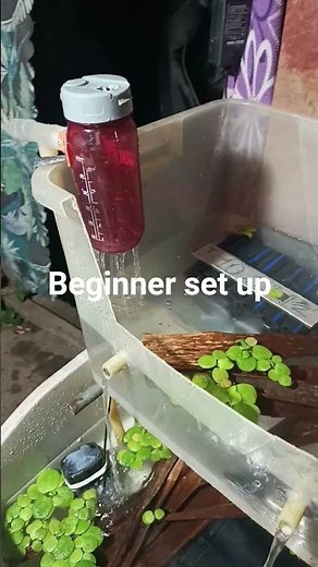 crayfish beginner set up