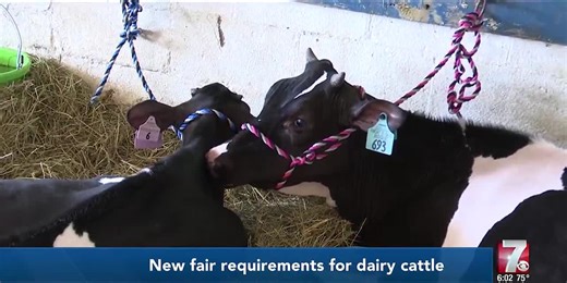 DATCP adds testing requirements for dairy cattle at fairs