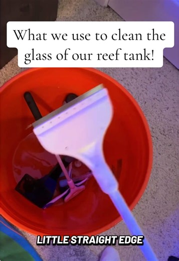 Best Tools for Cleaning Reef Tank Glass